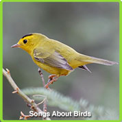 bird songs