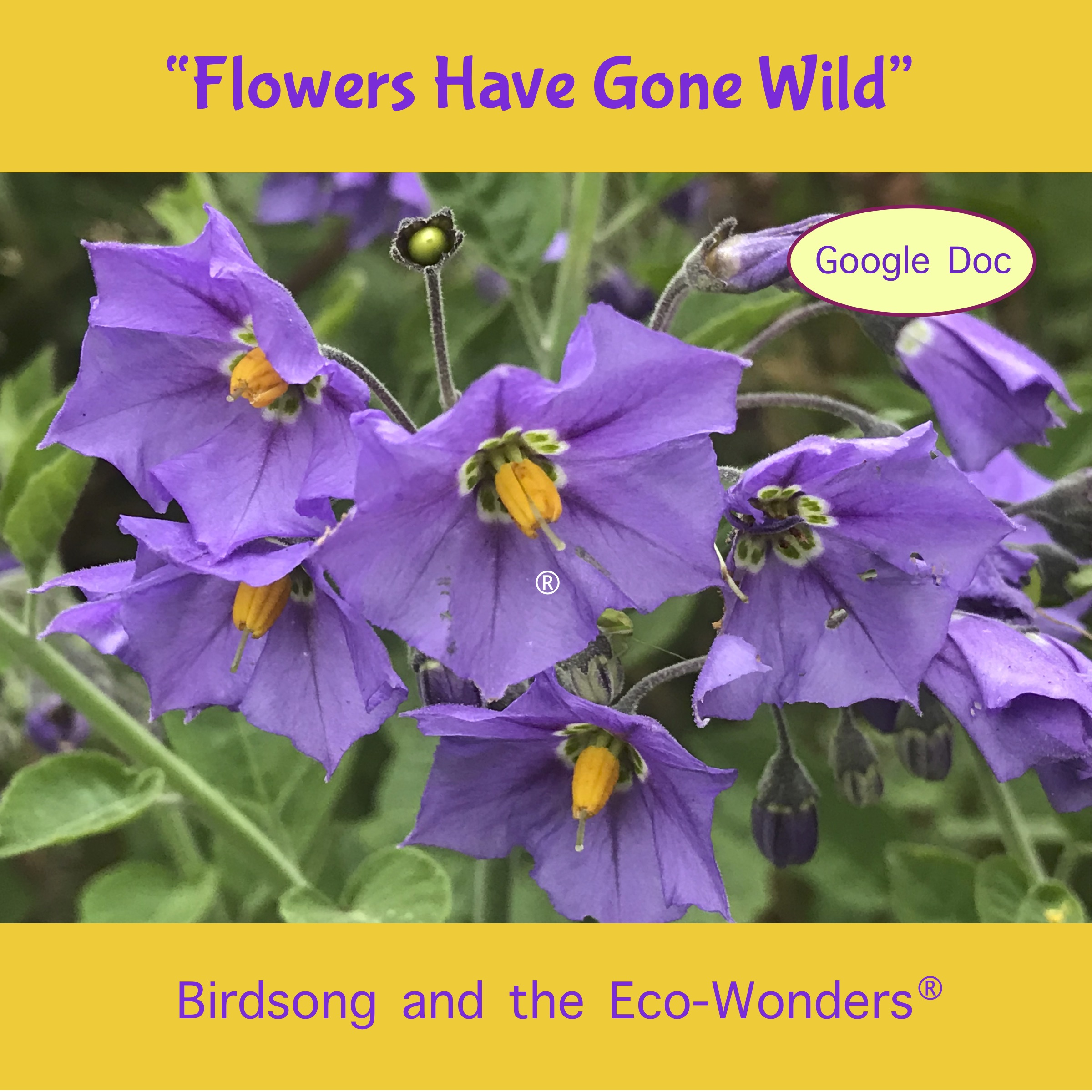 The Flowers Have Gone Wild Song