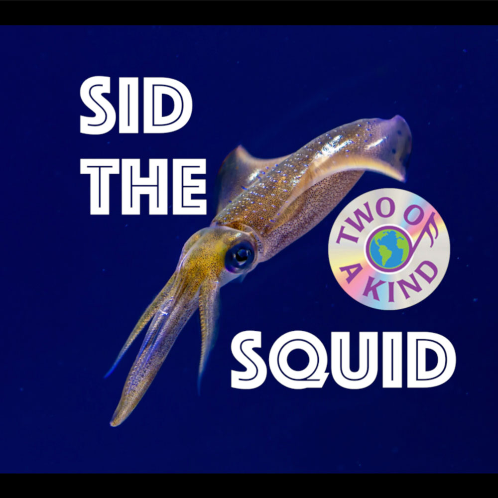Sid The Squid Song Lyrics