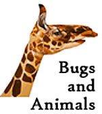 Bug and Animal Tunes: Download with Lyrics