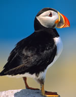Songs About Popular Childrens Books-Animals 2:  Downloadable Tracks with Lyrics