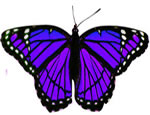 Butterfly Song Download with Lyrics