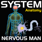 System Anatomy: Nervous Man